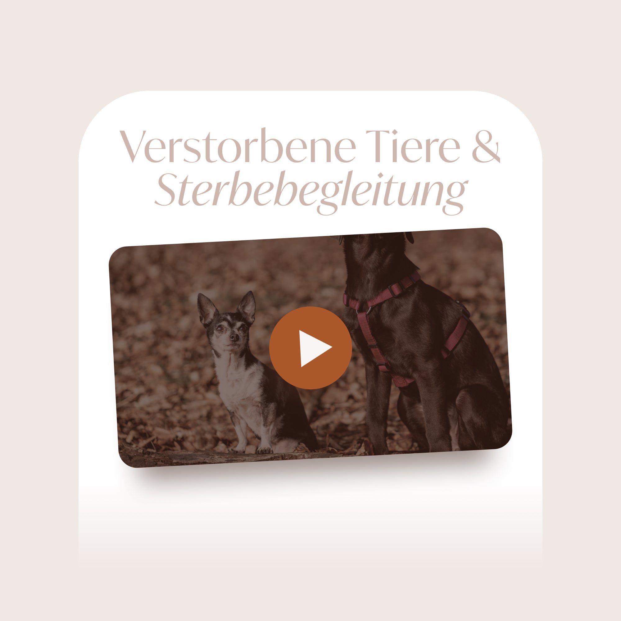 Verstorbene Tiere & Sterbebegleitung