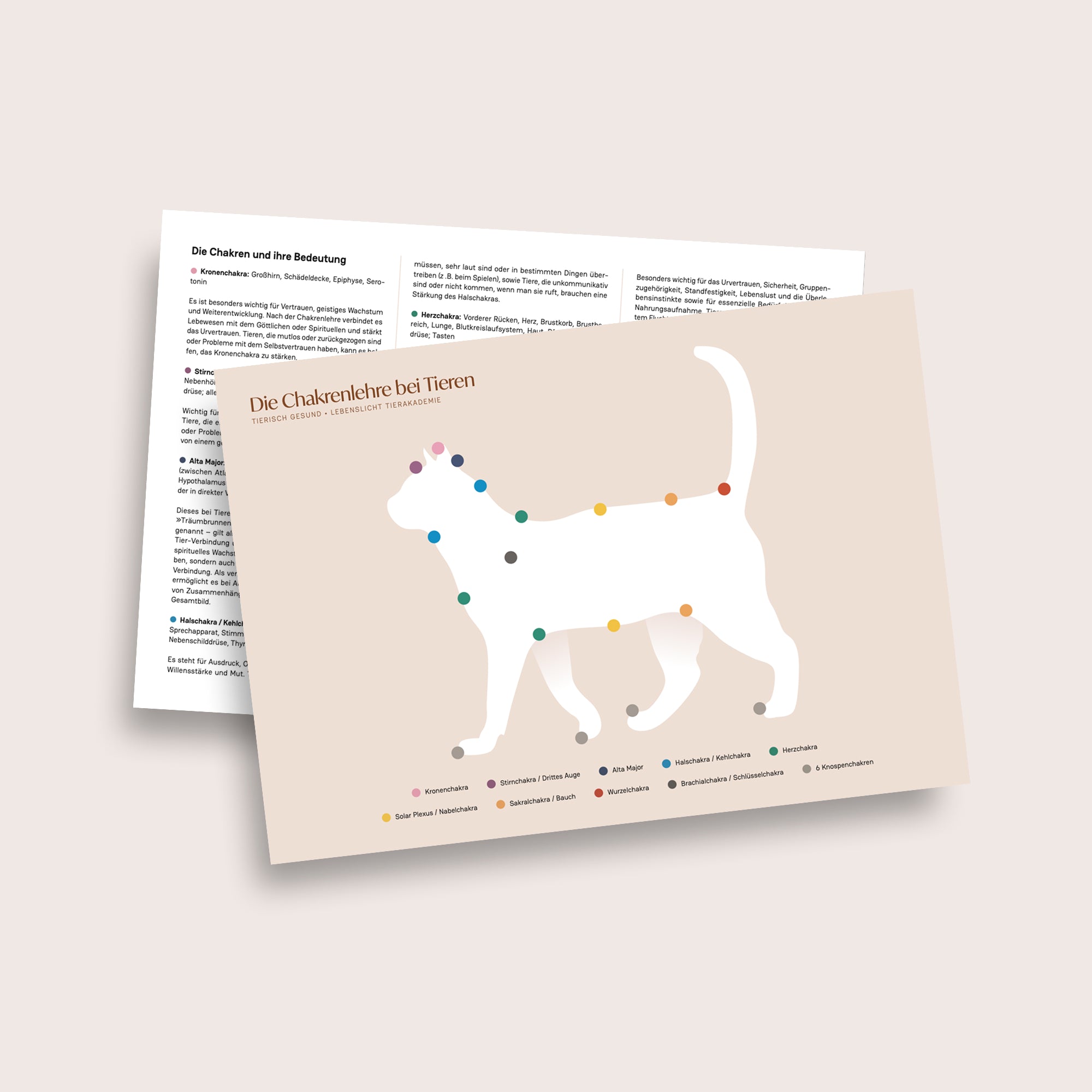 Karte »Chakrenlehre bei Tieren«